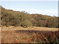 NR8367 : Native oak woodland near Avinagillar on West Loch Tarbert by Mick Crawley