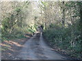 Narrow road through the woods