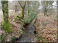 Stream, Wareham Forest