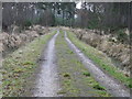 Track, Wareham Forest