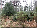 Undergrowth, Wareham Forest