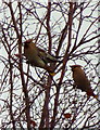 Waxwings in Tesco