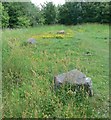 The Woodland Stone Circle