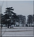 A fine tree by the West Coast Main Line