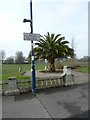 Distinctive tree in Clarence Parade