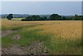 Farmland at Low Woods