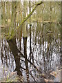 Pond at Littlefield Common