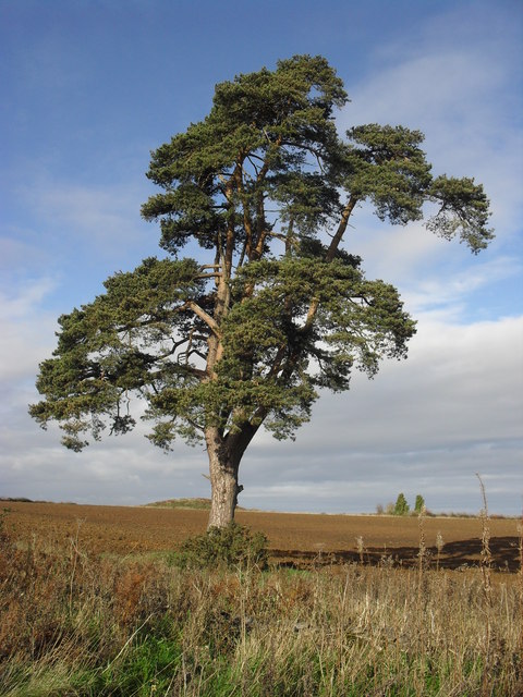 Lone tree in a field © andrew auger :: Geograph Britain and Ireland