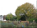 Sandford Road Allotments (2)