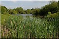 Bulrushes and Pond