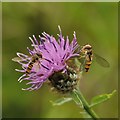 Hoverflies