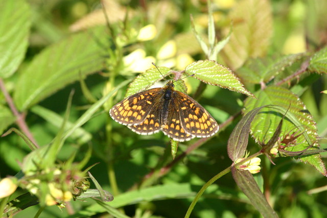 Heath Fritillary Butterfly