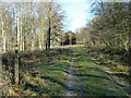 SU9214 : Bridleway 482 through Charlton Forest by Robin Webster