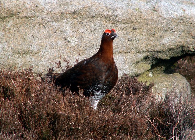 A Red Grouse on Derwent Edge