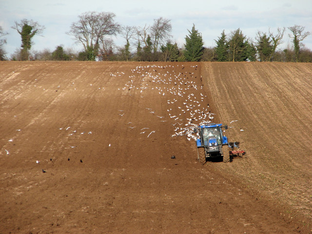Seagulls following the plough