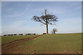 Barkby Thorpe farmland