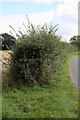 TL7141 : Triangulation pillar in the hedgerow by Bob Jones