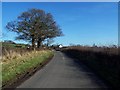 Lane Near Marchington Woodlands