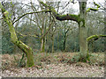 Trees, Holmwood Common