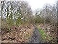 Wooded former railway line