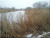 TQ2277 : Winter reed beds by Marathon