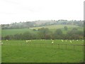 Sheep, Stoke St Milborough