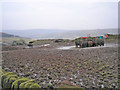 Cows still in mud