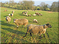 Sheep at Lower Knapp Green