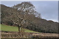 A footpath from Heanton approaching the Old Barnstaple Road