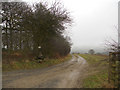 Farm track beside Gilliers Oaks