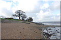 Trees on the seawall