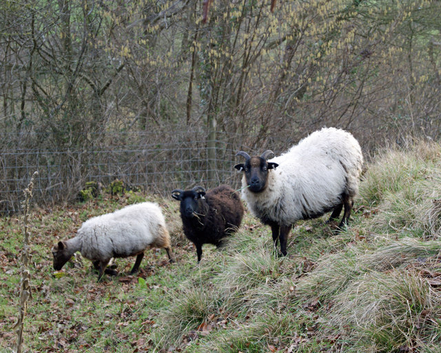 Rare breed Sheep