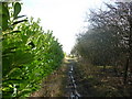 A footpath near Sturton Grange, Garforth