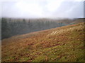 SH6601 : Forest edge above Cwm Ffernol by Richard Law