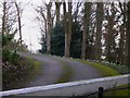 Drive with snowdrops at Temple Farm