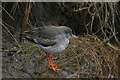 A Redshank catnaps by the Seatown canal