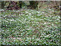 A mass of snowdrops in Oare Gunpowder Works Country Park