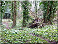 Snowdrops in Oare Gunpowder Works Country Park