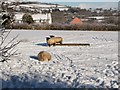 Snowy sheepfield, South Brent