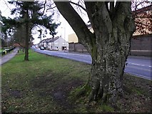 H4573 : Mature trees, Omagh by Kenneth  Allen