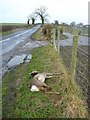 NZ1314 : Big roadkill on the road from Ovington by Andy Waddington