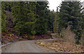 Road winding through Mabie Forest