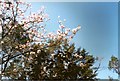 Magnolia at Inverewe Gardens