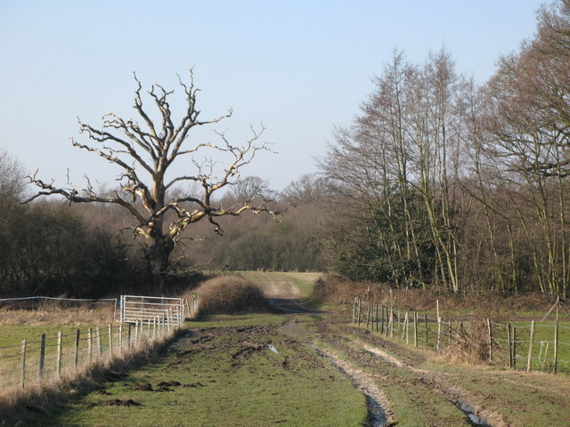 Track south of Mazzard's Wood
