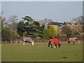 Horses grazing west of Oakley House