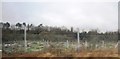 Allotments on the edge of Dorking