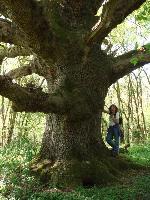 Big oak tree © Sally cc-by-sa/2.0 :: Geograph Britain and ...
