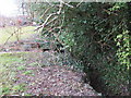 The Kyd Brook - East Branch, in the Tugmutton Allotments