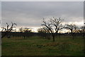 Orchard on the edge of Detling