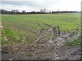 Tracks in a greening field